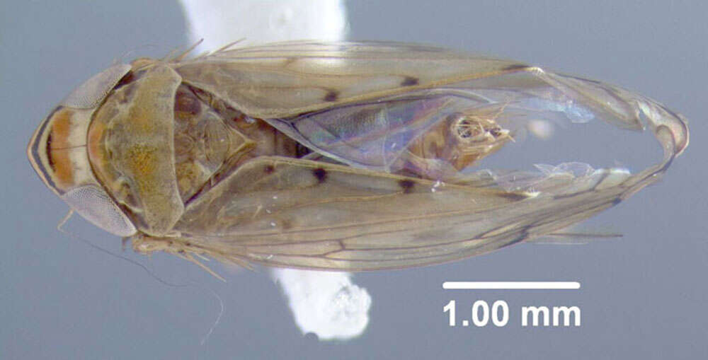 Image of Osbornellus limosus De Long 1941