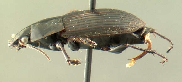 Image of Anisodactylus (Gynandrotarsus) rusticus (Say 1823)