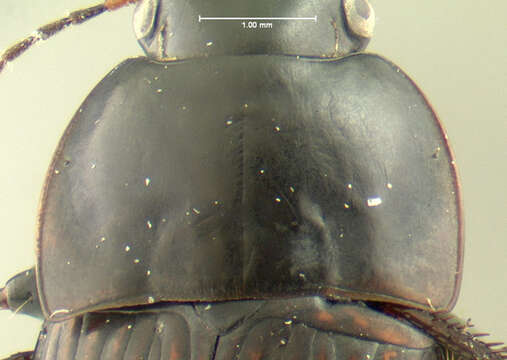 Image of Anisodactylus (Gynandrotarsus) rusticus (Say 1823)