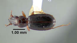 Plancia ëd Bembidion (Lymnaeum) nigropiceum (Marsham 1802)