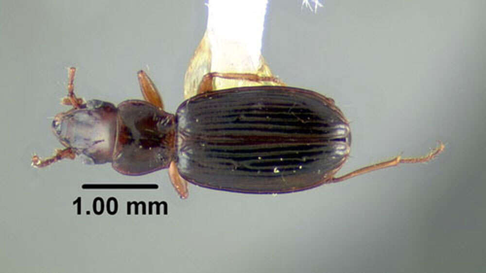 Plancia ëd Bembidion (Lymnaeum) nigropiceum (Marsham 1802)