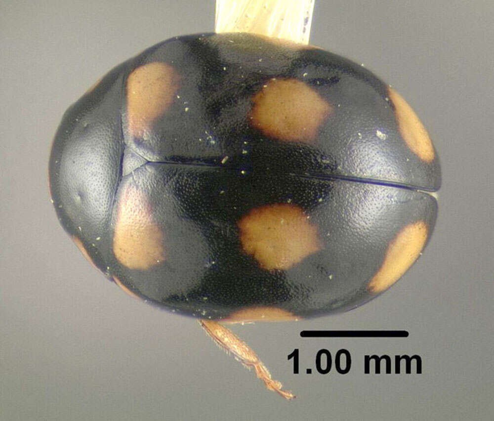 Sivun Brachiacantha ursina (Fabricius 1787) kuva