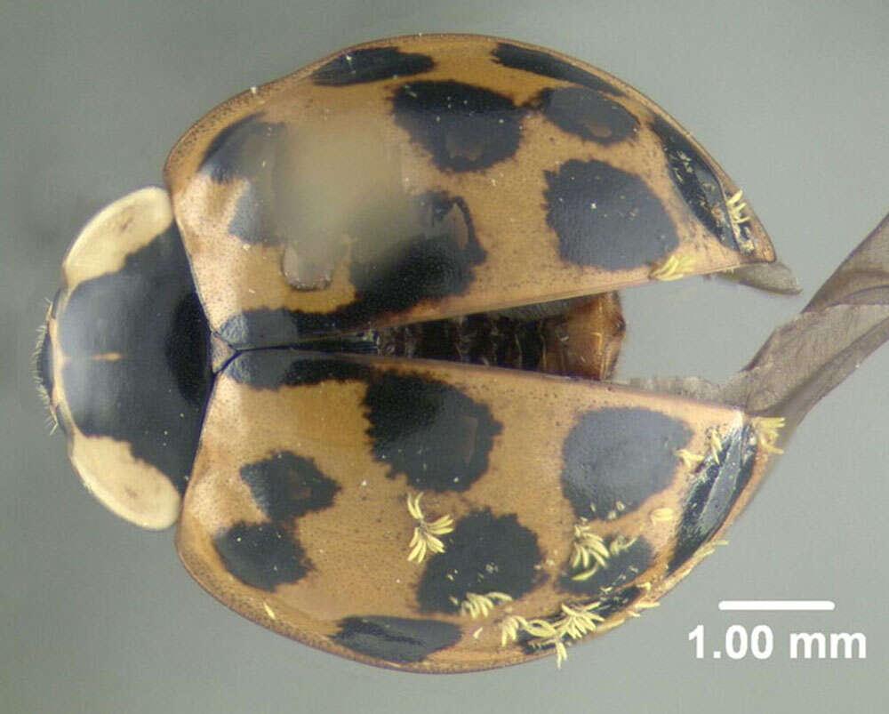 Image of Harmonia axyridis (Pallas 1773)