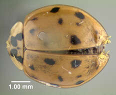 Image of Harmonia axyridis (Pallas 1773)