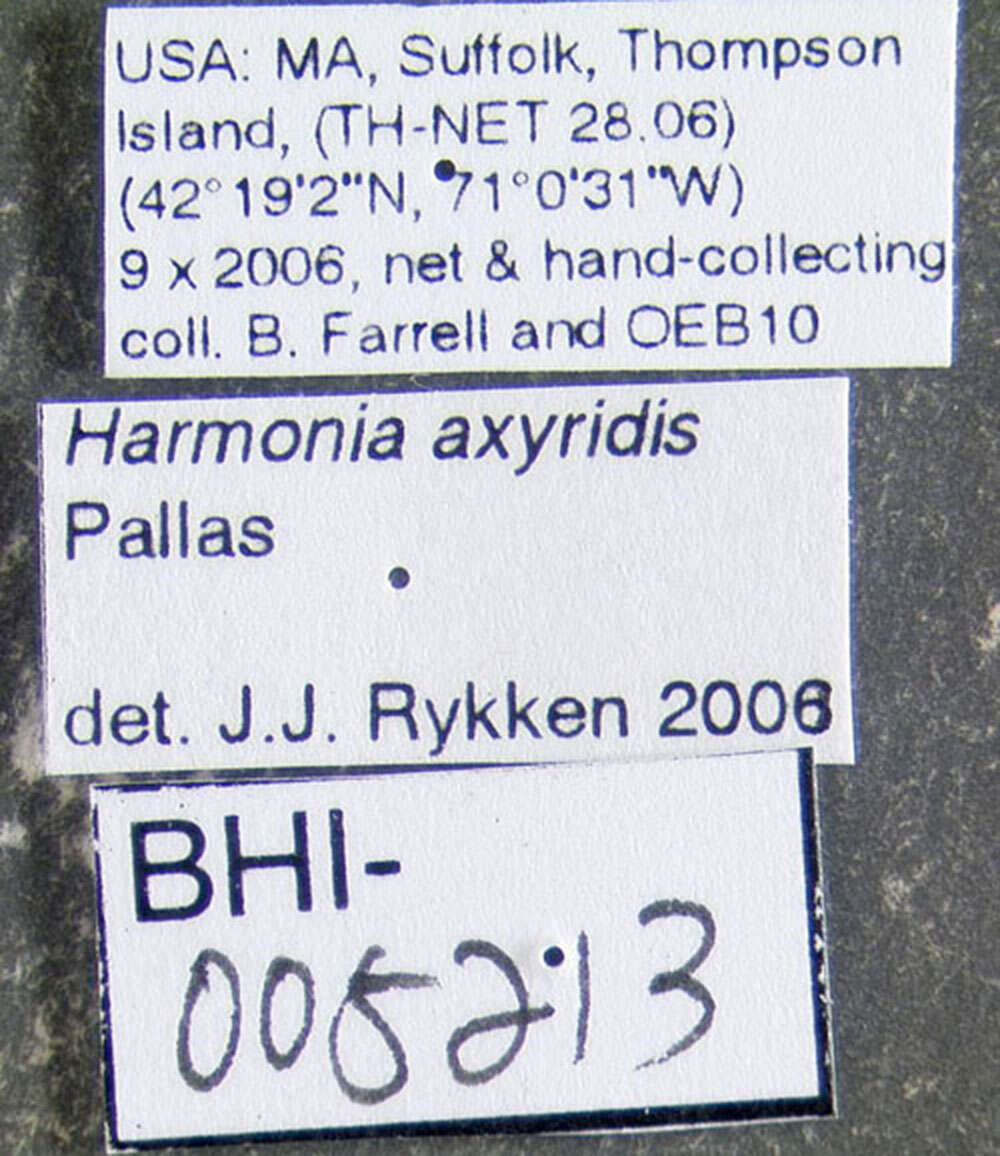 Image of Harmonia axyridis (Pallas 1773)