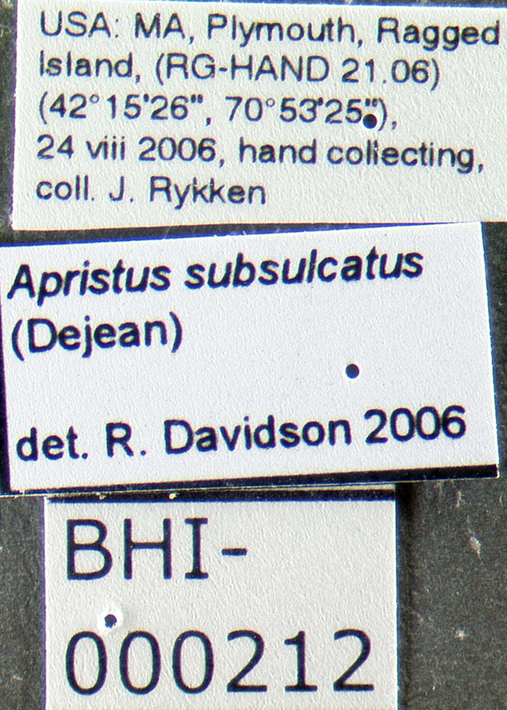 Sivun Apristus subsulcatus (Dejean 1826) kuva