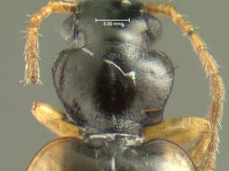 Image of Axinopalpus biplagiatus (Dejean 1825)