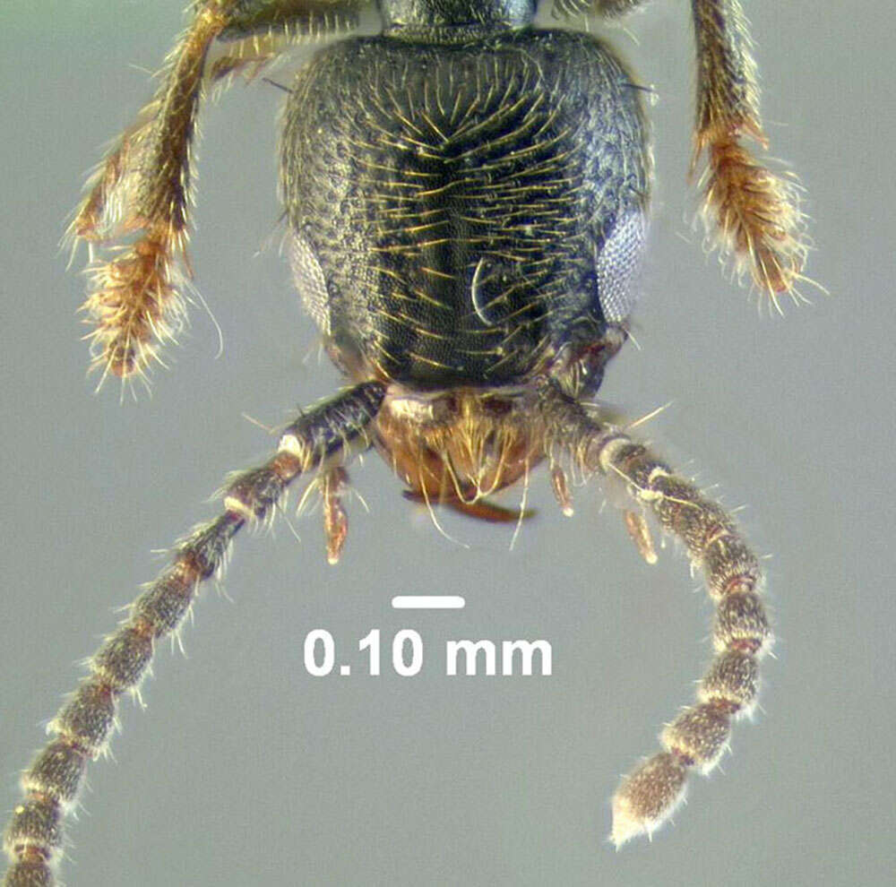 Image of Cafius aguayoi Bierig 1934