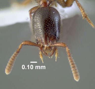 Image of Lithocharodes longicollis (Le Conte & J. L. 1863)