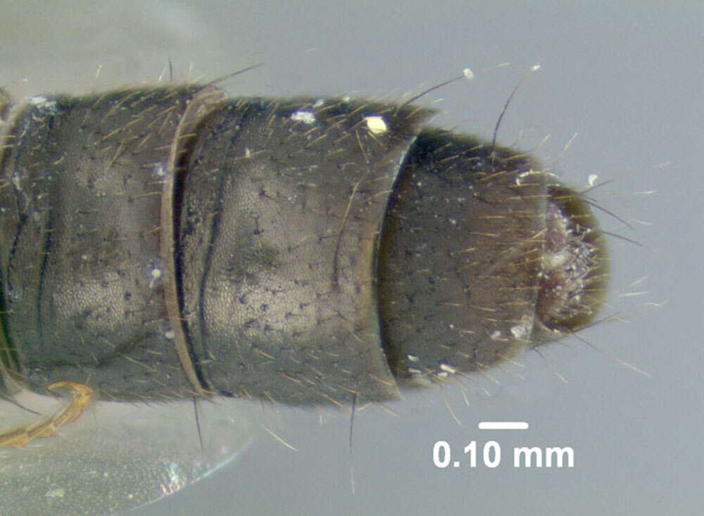 Image of Oxybleptes kiteleyi Smetana 1982