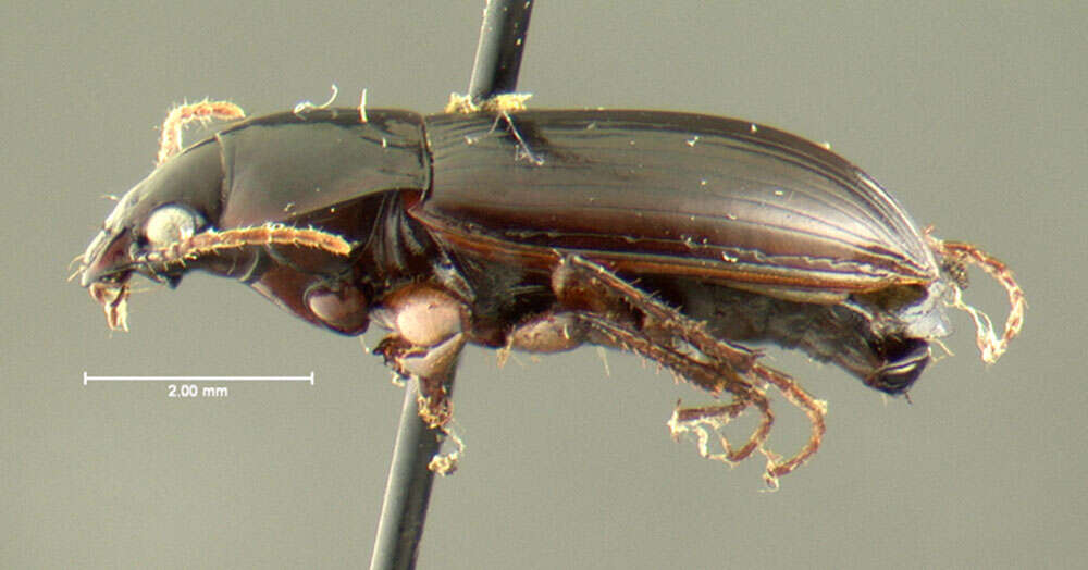 Amara (Paracelia) quenseli (Schönherr 1806) resmi