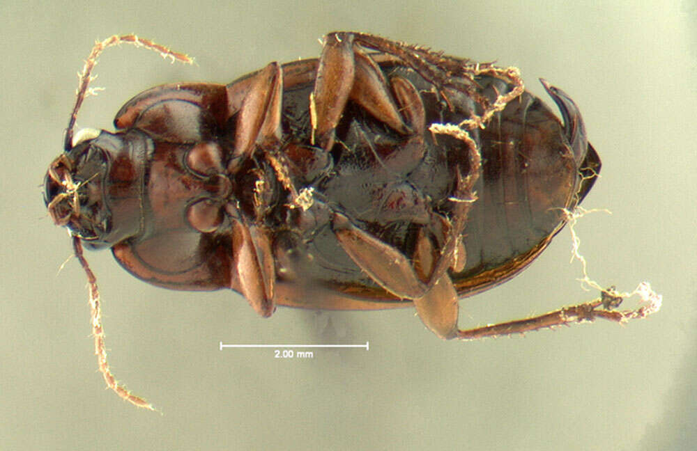 Amara (Paracelia) quenseli (Schönherr 1806) resmi