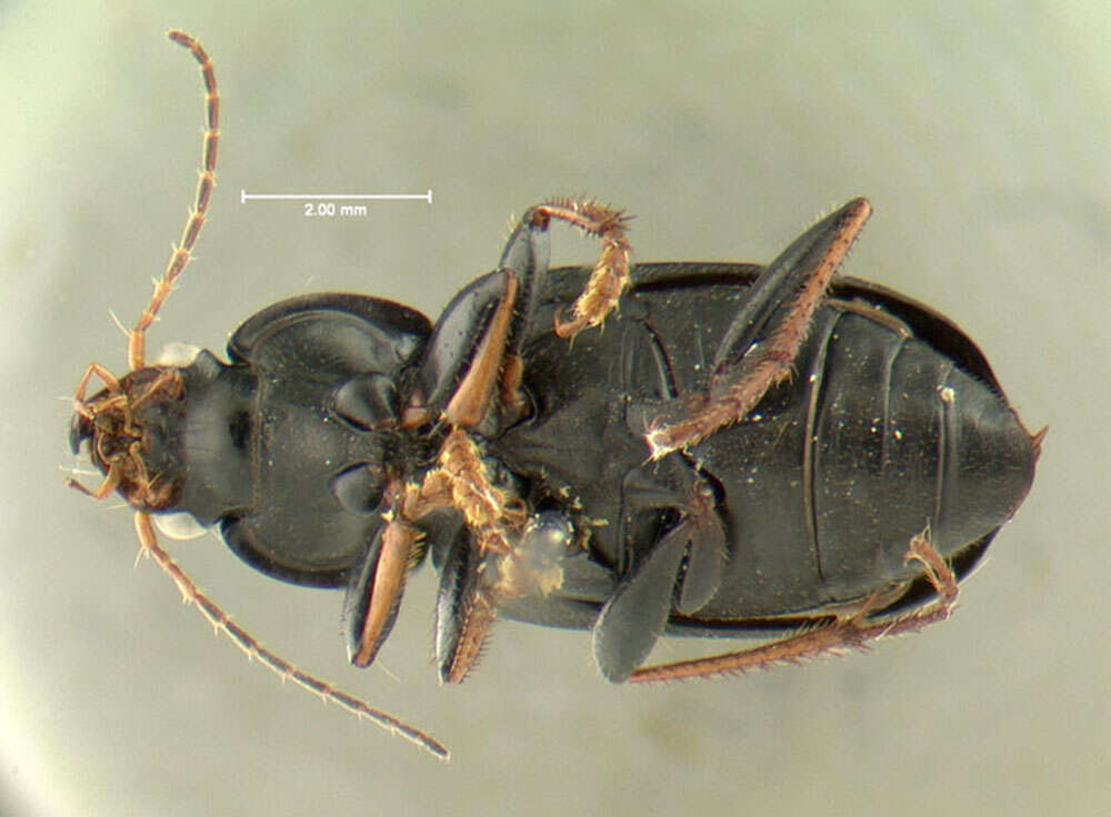Image de Amphasia (Pseudamphasia) sericea (T. W. Harris 1828)