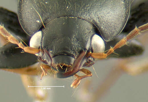 Image de Amphasia (Pseudamphasia) sericea (T. W. Harris 1828)