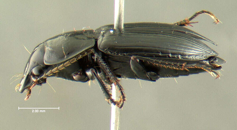 Image de Anisodactylus (Anisodactylus) nigerrimus (Dejean 1831)