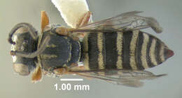 Image of Epeolus pusillus Cresson 1864