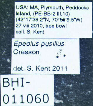 Image of Epeolus pusillus Cresson 1864