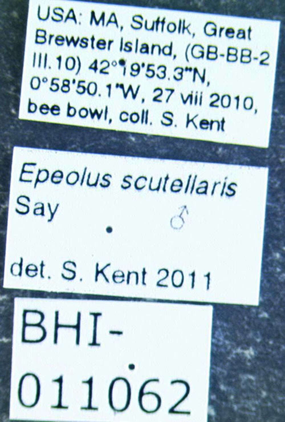 Image of Epeolus scutellaris Say 1824