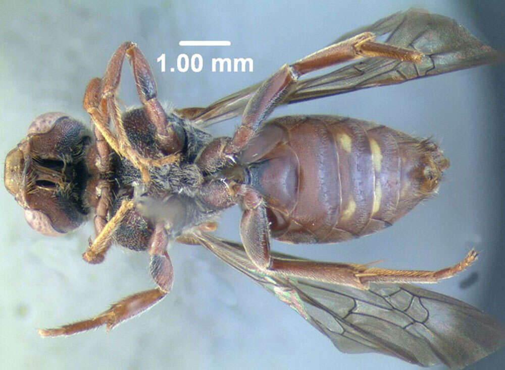 Image of Nomada bethunei Cockerell 1903