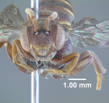 Image of Nomada bethunei Cockerell 1903