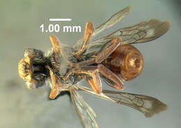 Image of Nomada cressonii Robertson 1893