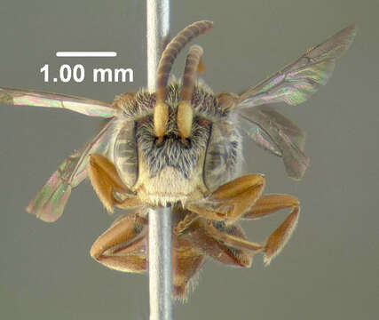 Image of Nomada cressonii Robertson 1893