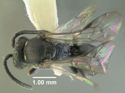 Imagem de Hylaeus illinoisensis (Robertson 1896)