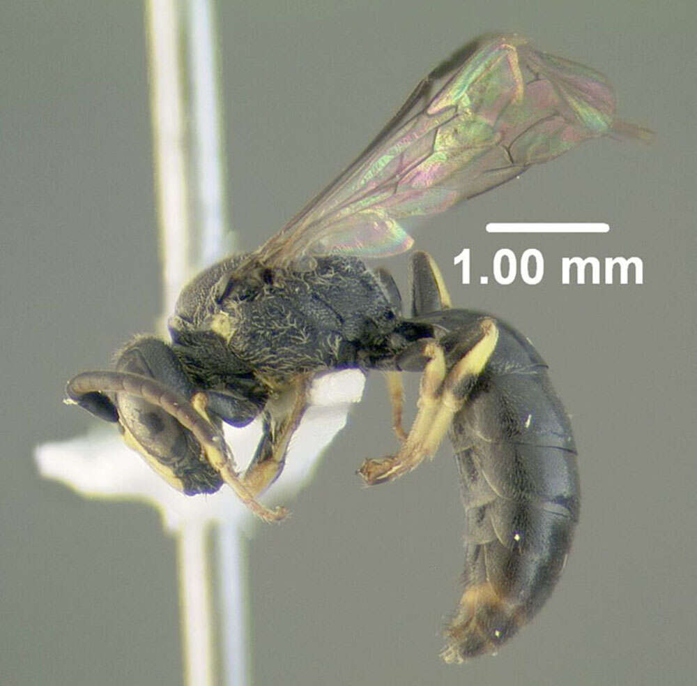 Hylaeus illinoisensis (Robertson 1896) resmi