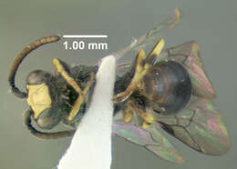 Hylaeus illinoisensis (Robertson 1896) resmi