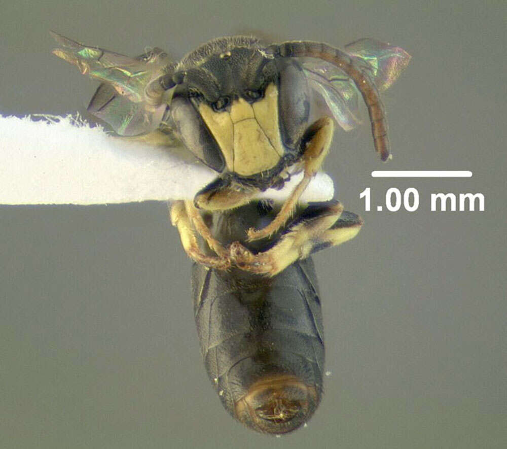 Hylaeus illinoisensis (Robertson 1896) resmi