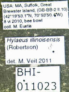 Hylaeus illinoisensis (Robertson 1896) resmi