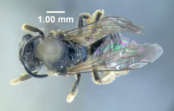 Plancia ëd Lasioglossum cinctipes (Provancher 1888)