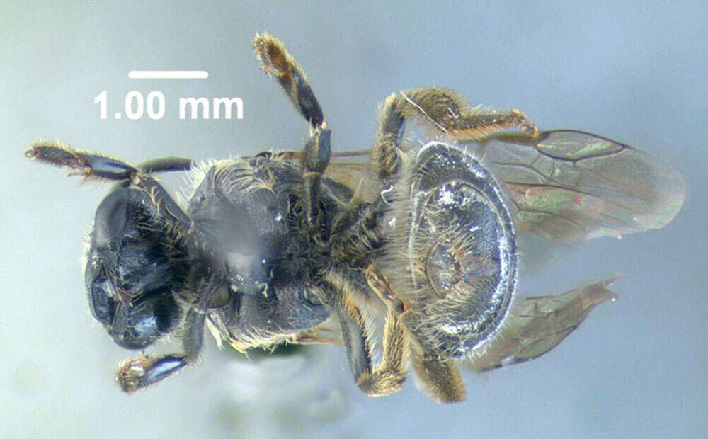 Plancia ëd Lasioglossum cinctipes (Provancher 1888)