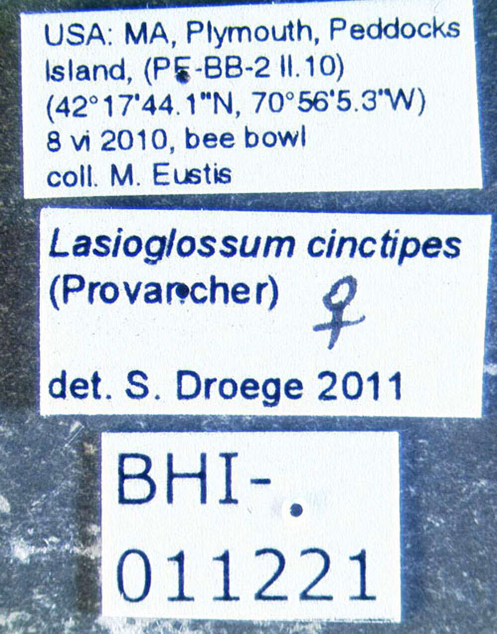 Plancia ëd Lasioglossum cinctipes (Provancher 1888)