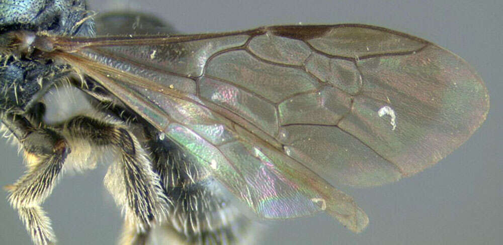 Image of Lasioglossum subviridatum (Cockerell 1938)