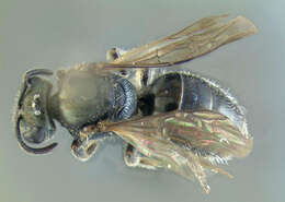 Lasioglossum subviridatum (Cockerell 1938) resmi