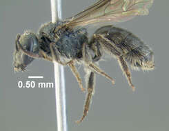 Lasioglossum subviridatum (Cockerell 1938) resmi