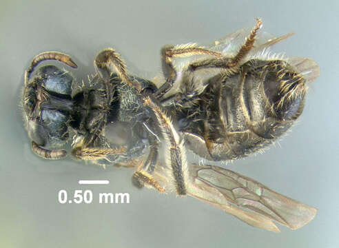 Lasioglossum subviridatum (Cockerell 1938) resmi