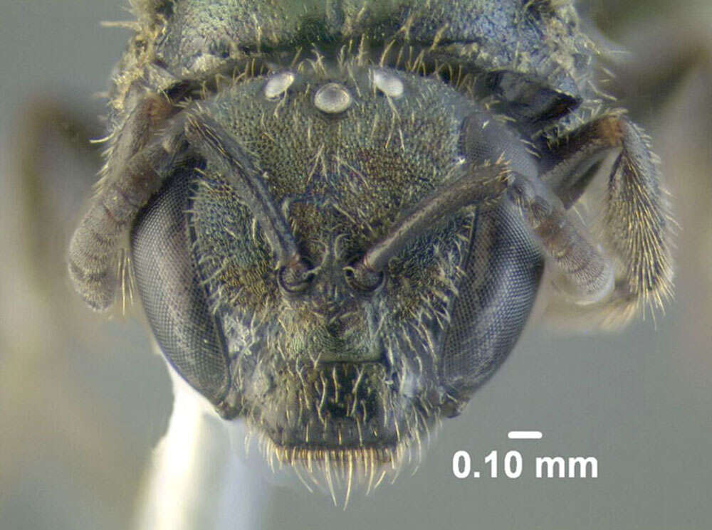 Image of Lasioglossum subviridatum (Cockerell 1938)