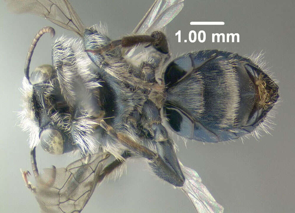 Image of Osmia collinsiae Robertson 1905