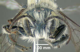 Image of Osmia collinsiae Robertson 1905