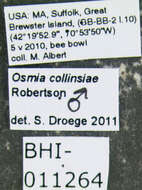 Image of Osmia collinsiae Robertson 1905