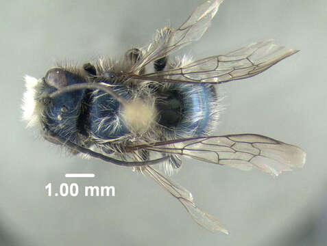 Image of Blue Orchard Bee