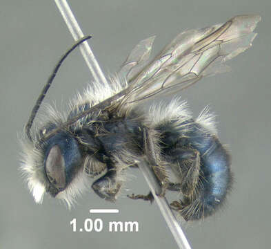 Image of Blue Orchard Bee