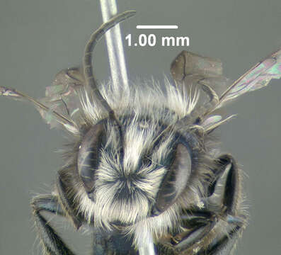 Image of Blue Orchard Bee