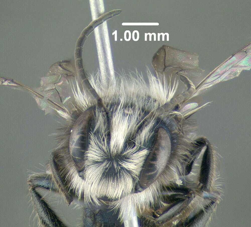 Image of Blue Orchard Bee