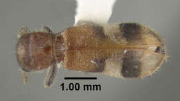 Image of Enoclerus rosmarus (Say 1823)