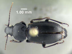 Image of Pterostichus (Pseudomaseus) luctuosus (Dejean 1828)