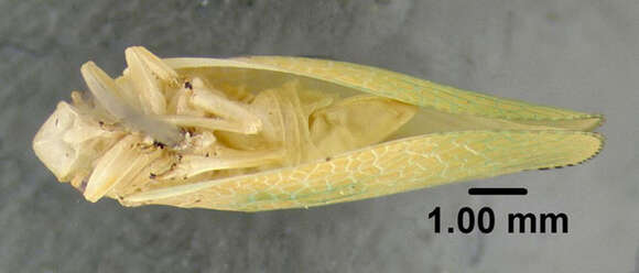 Image of Green Coneheaded Planthopper