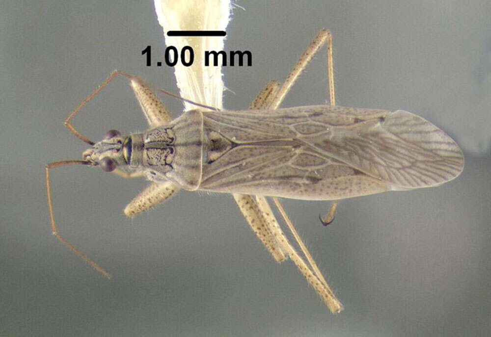 Image of Nabis (Reduviolus) americoferus Carayon 1961